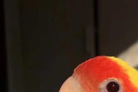 黄桃鹦鹉生蛋前有什么表现