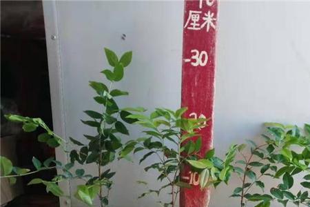嘉宝果小叶和大叶哪个好