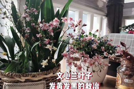 文心兰叶片青苔正常