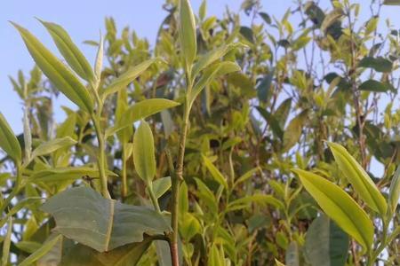 石头一样的茶叶是什么