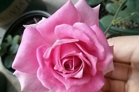 月季希波优缺点