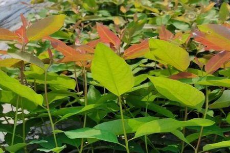 9号和26号桉树苗哪个好
