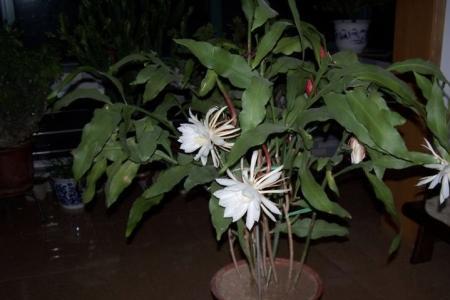 新扦插的昙花怎么修剪