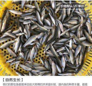 麦穗鱼吃小鱼吗