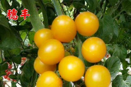 黄千禧番茄什么品种最好