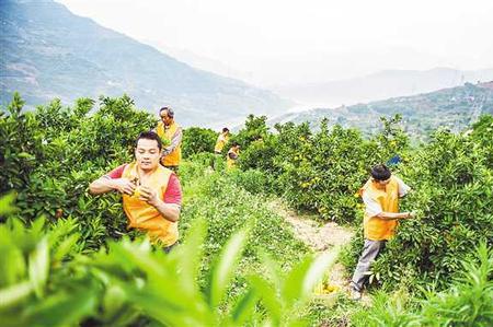 脐橙树盘冲施方法