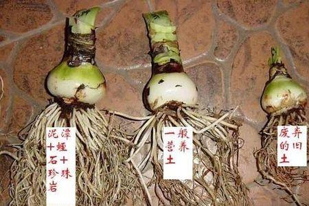 朱顶红生根用蛭石还是珍珠岩