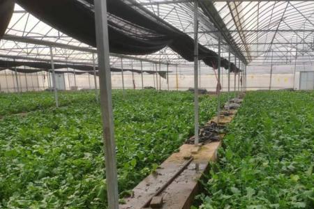 吊瓜繁殖育苗技术全过程