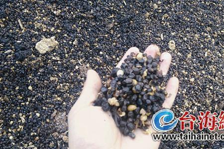 黄豆发酵有氨气味是正常的吗