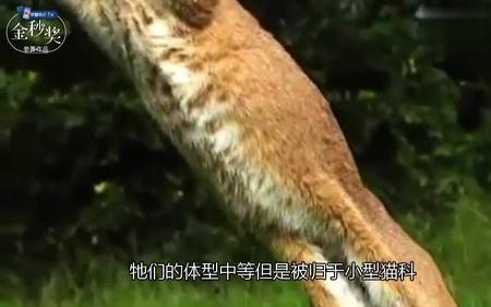 狞猫和鹰谁厉害