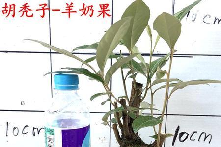 胡颓子树桩几月挖最好