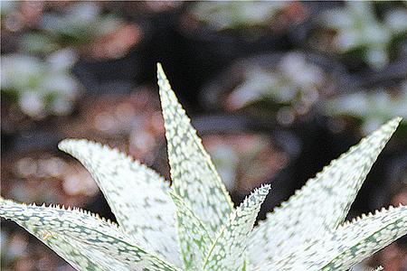芦荟和玉露的区别