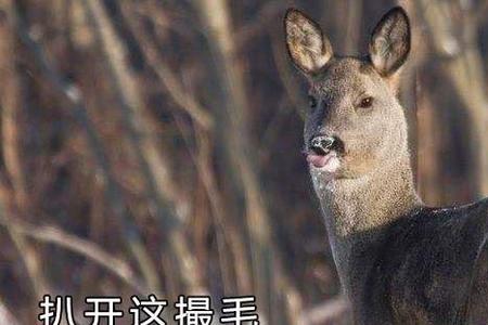 狍子南方有吗