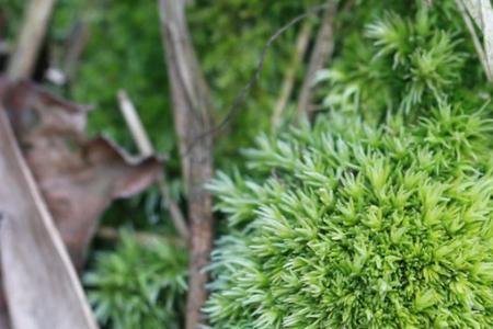 苔藓用生根粉生根快吗