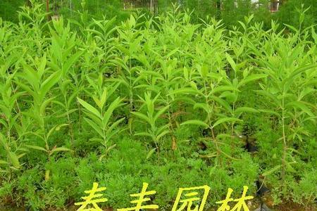 天然檀香苗几月开花