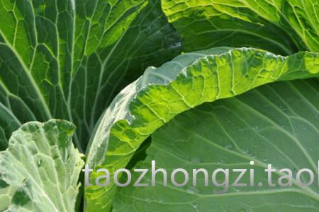 中青心是什么
