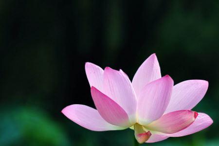 红尘不染是什么意思