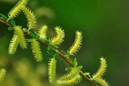 桑树的花序类型