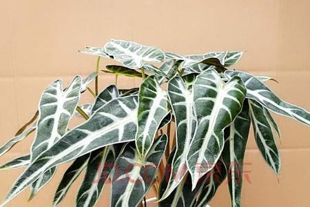 小仙女绿植北方在室内耐冻吗