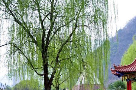 春和景明的景是什么意思