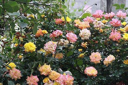 藤彩虹两广地区适合种植吗