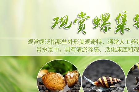 海缸养除藻螺的利弊