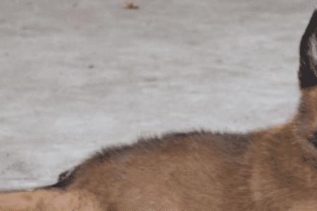 马犬幼犬几个月变聪明