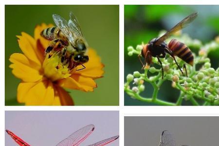 昆虫小时候的样子中班科学