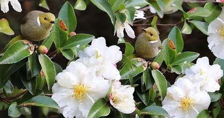 晚山茶花语