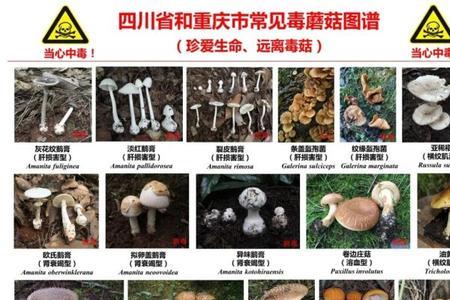 有毒物质会随着什么的积累