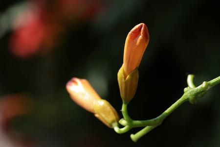 凌霄花在河南几月冒芽