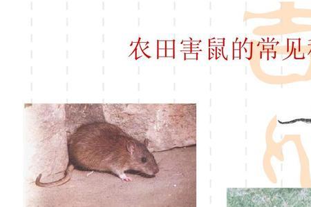 防止鼠类侵入网眼直径小于多少
