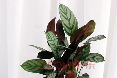什么叫植物的花盘