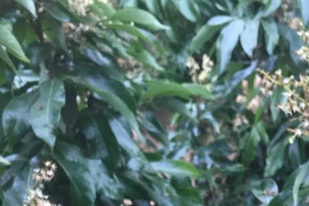 荔枝早花怎么抹掉