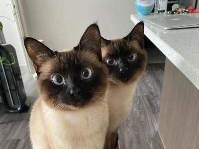 暹罗猫是不是上等猫