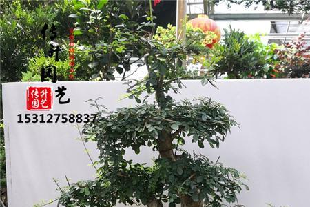 下山榔榆根部伤口怎么处理