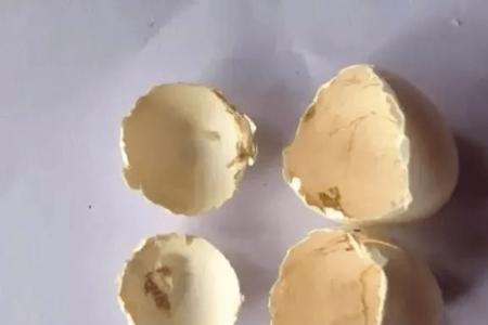 鸽子蛋怎样分辨死活胎