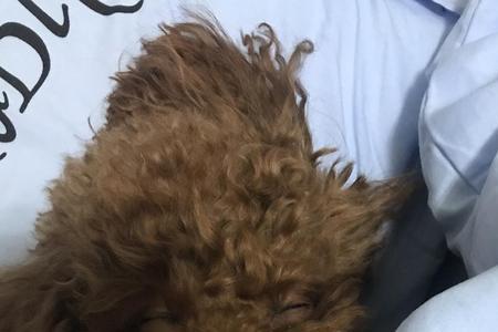 嗯哼为什么长了个猪鼻子