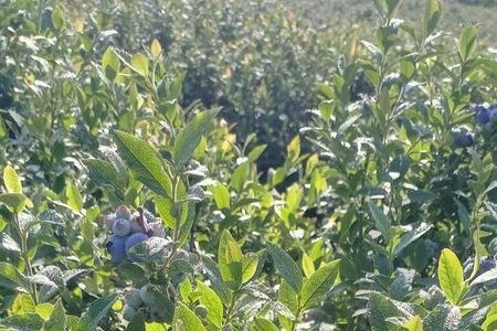 美登蓝莓自花授粉吗