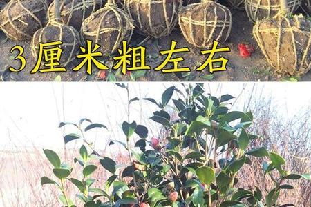 小桃红茶花优缺点