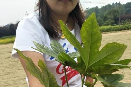 八角金盘根系深吗