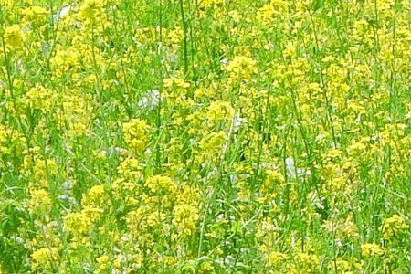 北坞油菜花盛开时间