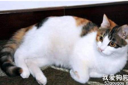 拉里猫是田园猫吗