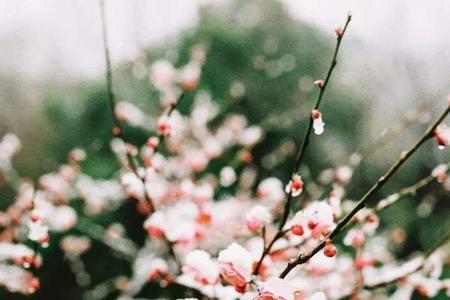昔雪如花的意思