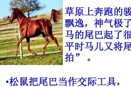 什么动物尾巴比身体大