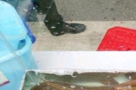 七星鱼养殖一亩产量是多少
