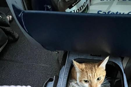 猫猫坐飞机风险大吗