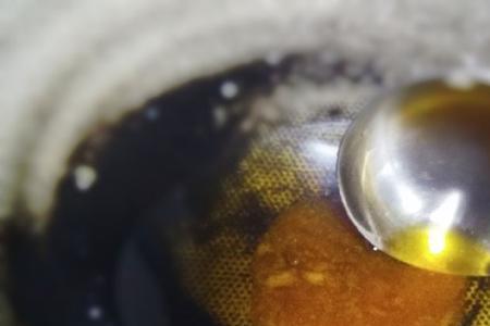 商用油浑了怎么变清