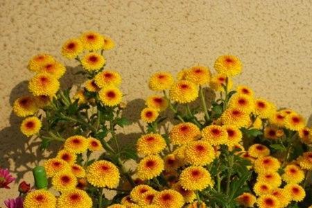 纽扣菊花怎么种植