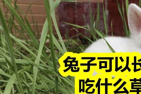 麦蒿可以喂兔子吗